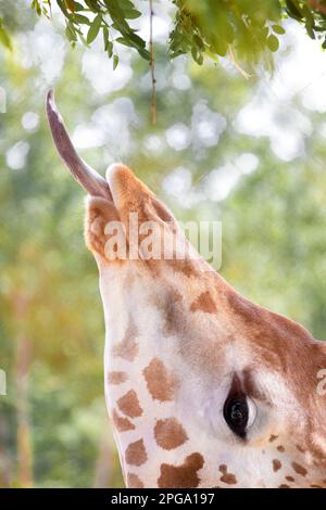 Giraffe eating green leaves close-up portrait, the giraffe stuck out his tongue to get and eat the leaves from the tree. Stock Photo