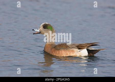 American wigeon male duck in breeding plumage calling (Mareca americana), Calgary, Alberta, Canada Stock Photo
