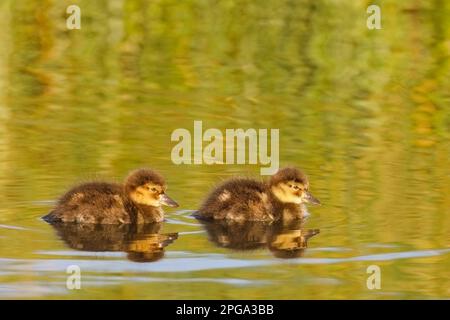 Two cute lesser scaup ducklings swimming in a pond, Calgary, Alberta, Canada. (Aythya affinis) Stock Photo