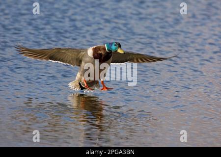 Mallard duck male flying and landing on water surface in a pond, Alberta, Canada. Anas platyrhynchos Stock Photo