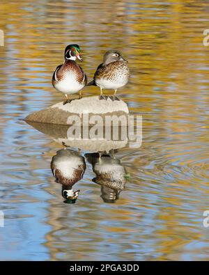 Wood ducks, male and female birds perched on a rock in the water, Canada. Aix sponsa Stock Photo