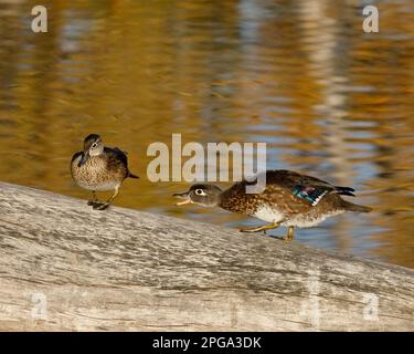 Wood duck hen hissing and chasing another female duck off their perch on a fallen tree in Inglewood Bird Sanctuary, Calgary, Canada. Aix sponsa Stock Photo