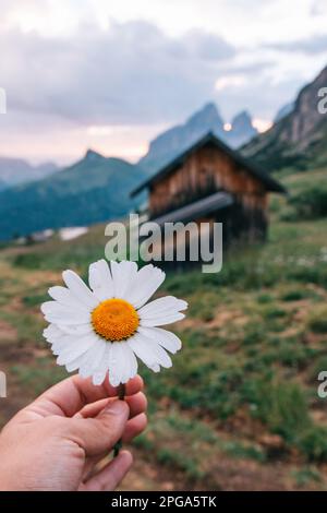 Beautiful daisy held in hand in a tranquil alpine landscape. The warm glow of the rising sun casts a golden light on the quaint wooden house nestled i Stock Photo