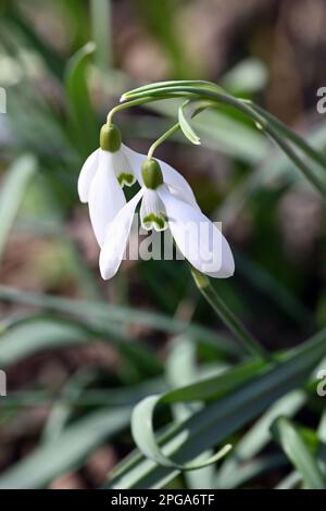 Close-up of blooming white snowdrops in a natural environment in early spring in vertical format Stock Photo