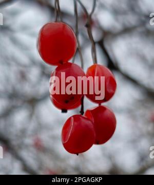 Coral viburnum or Viburnum opulus, branches without leaves, red fruit. Red berries of viburnum after winter on a blurred background. Spring season. Stock Photo