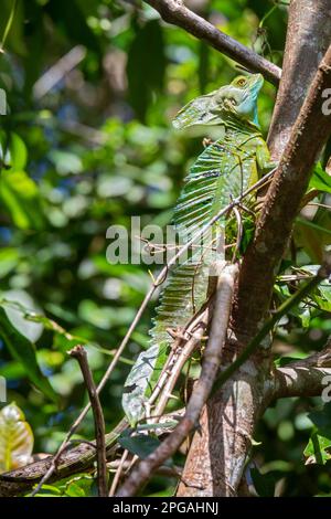 Tortuguero National Park, Costa Rica - A male Emerald basilisk (Basiliscus plumifrons). It is commonly called the Jesus Christ Lizard because young li Stock Photo