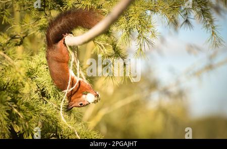 Red squirrel hanging upside down from branch Stock Photo