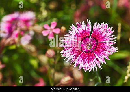 Red pink daisy dianthus flower with white border on green garden background Stock Photo