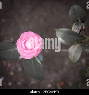 Pink Japanese camelia rose bud Stock Photo