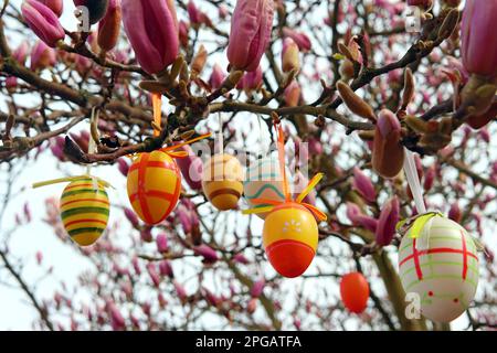 Easter Eggs On A Magnolia Tree Stock Photo
