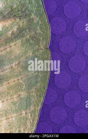 detail of a dried tropical leaf on purple paper with dots Stock Photo