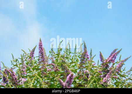 Blooming purple flowers of summer lilac against the background of summer green leaves in the garden. A bush that butterflies love. Buddleia blooms Stock Photo