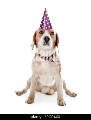 Cute dog with party hat on white background Stock Photo