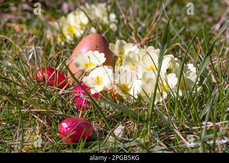 Yellow primroses (Primula) with Easter eggs, meadow, close up Stock Photo