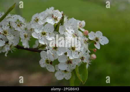 bunch of wildflowers around my area. Stock Photo