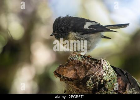 The South island subspecies of titmouse, Petroica macrocephala macrocephala, a bird endemic to New Zealand from Nelson Lakes national park. Stock Photo