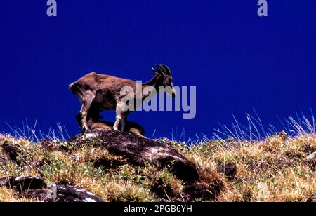 Nilgiri Thar, Hemitragas hylocres at Rajamalai, Munnar, Kerala, India Stock Photo