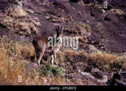 Nilgiri Thar, Hemitragas hylocres at Rajamalai, Munnar, Kerala, India Stock Photo