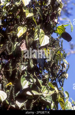 Spices, green pepper (Piper nigrum) on plant, Vandanmedu, Idukki, Kerala, South India, India, Asia Stock Photo