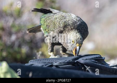 A kea (Nestor notabilis), a parrot species endemic to New Zealand and famous for their mischievous ways bites a backpack. Stock Photo