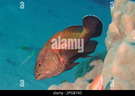 Yellowfin hind (Cephalopholis hemistiktos), Dive site House Reef Mangrove Bay, El Quesir, Egypt, Red Sea Stock Photo