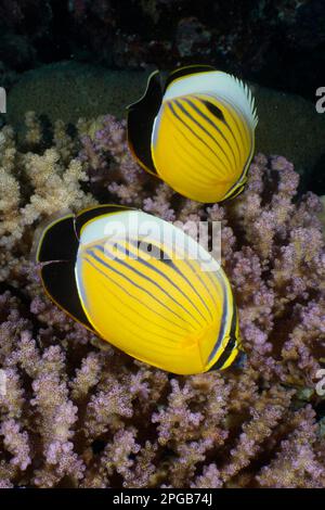 Two blacktail butterflyfish (Chaetodon austriacus) on a coral ...