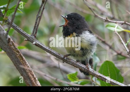 The South island subspecies of titmouse, Petroica macrocephala macrocephala, a bird endemic to New Zealand from Arthur's Pass National Park. Stock Photo