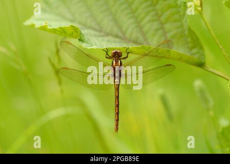 Orthetrum coerculescens, Small blue arrow, Small blue arrows, Other animals, Insects, Dragonflies, Animals, Keeled skimmer (Orthetrum coerulescens) Stock Photo