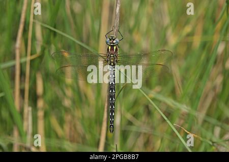 Hairy dragonfly (Brachytron pratense), Early reed hunters, Other animals, Insects, Dragonflies, Animals, Hairy Dragonfly adult male, resting on stem Stock Photo