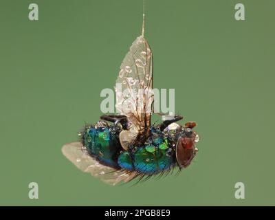 Bluebottle (Calliphora vomitoria) adult, trapped in silken thread from spider web, in garden, Leicestershire, England, United Kingdom Stock Photo