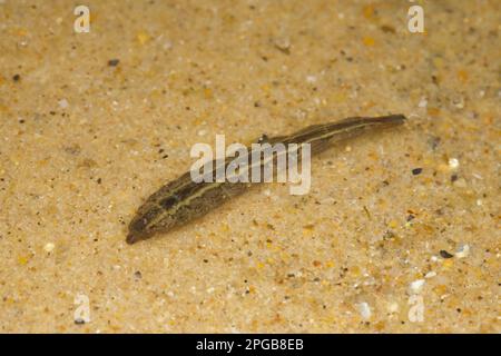 Horsefly, Horseflies, Horseflies, Other animals, Insects, Animals, Horsefly (Tabanus sp.) larva, in shallow water, Norfolk, England, September Stock Photo