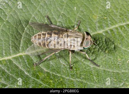 Common gadfly, band-eyed brown horsefly (Tabanus bromius), gadfly, gadflies, horse gadfly, horseflies, Other animals, Insects, Animals, Band-eyed Stock Photo