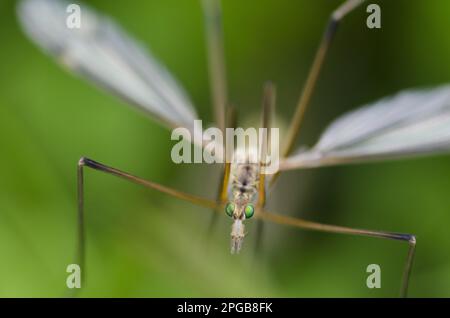 Crane fly (Tipulidae), Other animals, Insects, Animals, Cranefly