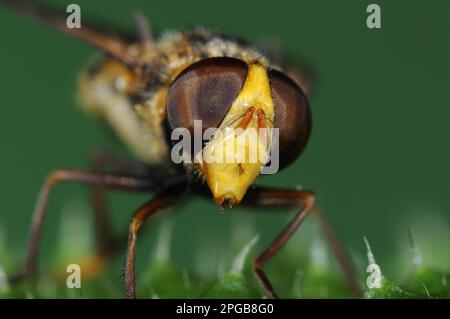 Forest hoverfly, Forest hoverflies (Syrphidae), Other animals, Insects, Animals, Hoverfly (Volucella sp.) adult, close-up of head, Oxfordshire Stock Photo