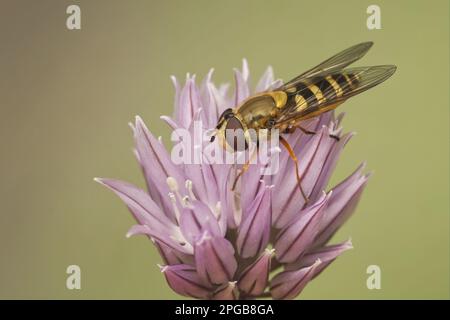Common ribbon hoverfly (Syrphus ribesii) adult, resting on the flower of chive (Allium schoenoprasum), Leicestershire, England, United Kingdom Stock Photo