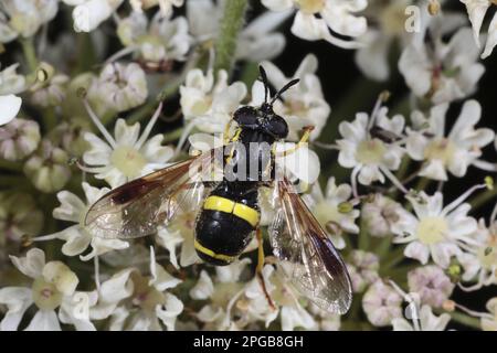 Two-banded Hoverfly (Chrysotoxum bicinctum) adult, feeding on Hogweed (Heracleum sphondylium) flower, Powys, Wales, United Kingdom Stock Photo