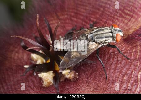 Flesh fly (Sarcophaga carnaria), adult female, lays eggs in carrion flower (Stapelia hirsuta), flowers smell of rotten meat to attract pollinators Stock Photo