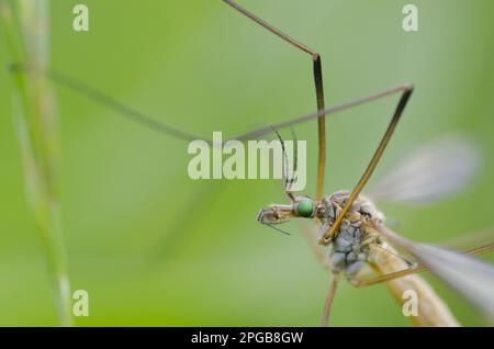 Crane fly (Tipulidae), Other animals, Insects, Animals, Cranefly