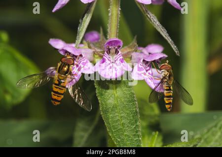Marmalade hoverfly (Episyrphus balteatus) two adults feeding on flowers of marsh woundwort (Stachys palustris), Vetches Fen, Cambridgeshire, England Stock Photo