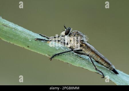 Dune Robber Fly (Philonicus albiceps) adult, covered with dew, resting on reed leaf, Suffolk, England, United Kingdom Stock Photo