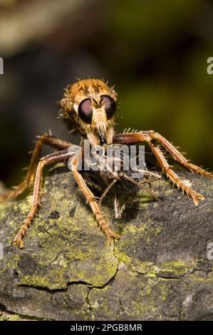 Hornet Robberfly (Asilus crabroniformis) adult, feeding on common field grasshopper (Chorthippus brunneus) prey, Thursley Common National Nature Stock Photo