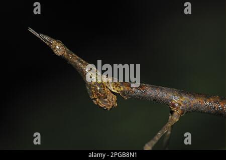 Horse Headed Grasshopper, Horsehead Grasshopper (pseudoproscopia 