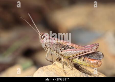 Common Field Grasshopper (Chorthippus brunneus) purple form, adult male, resting on rock, Powys, Wales, United Kingdom Stock Photo
