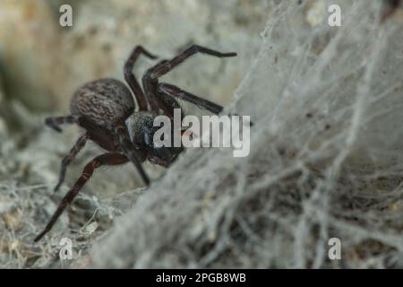 Badumna longinqua or the grey house spider, an introduced nonnative arachnid species to Aotearoa New Zealand. Stock Photo