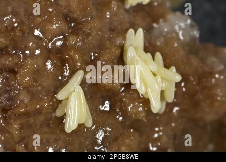 Fly eggs laid on rotting meat Stock Photo