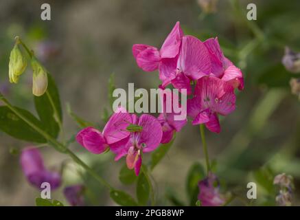 Flowering tuberous pea (Lathyrus tuberosus), with bush cricket nymph on flower, Alps, France Stock Photo