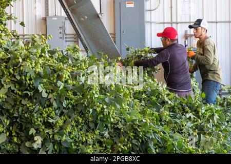 Baroda, Michigan, A Mexican-American crew processes hops at Hop Head Farms in west Michigan. They attach the bines, or vines, to hop harvesting Stock Photo