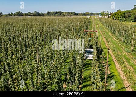 Baroda, Michigan, A Mexican-American crew harvests hops at Hop Head Farms in west Michigan. The red cutting machine cuts the ropes on which the hop Stock Photo