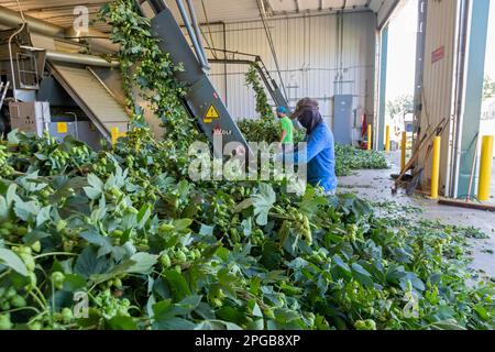 Baroda, Michigan, A Mexican-American crew processes hops at Hop Head Farms in west Michigan. They attach the bines, or vines, to hop harvesting Stock Photo