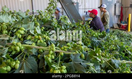 Baroda, Michigan, A Mexican-American crew processes hops at Hop Head Farms in west Michigan. They attach the bines, or vines, to hop harvesting Stock Photo